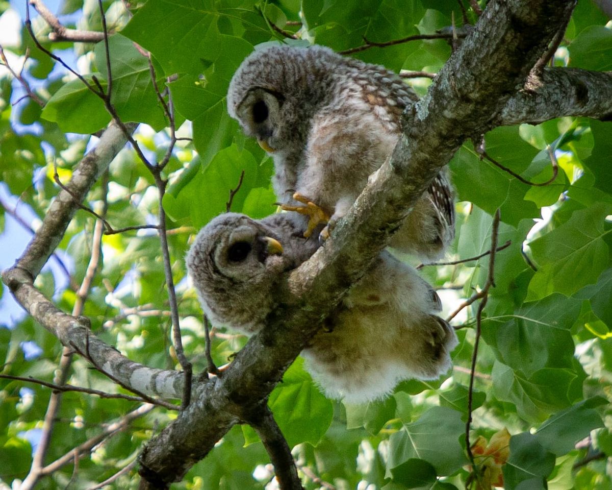 Barred owlets learn to fly by playing