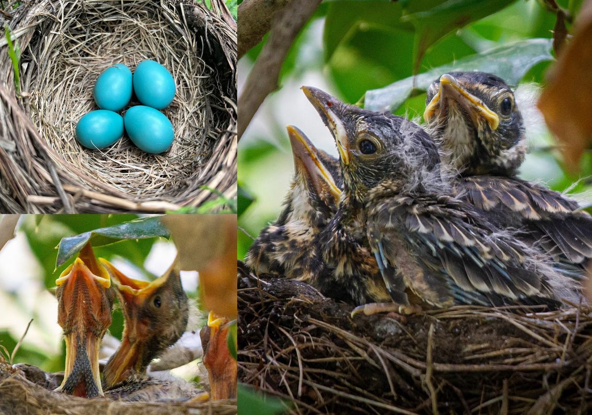 From egg to fledgling in a month