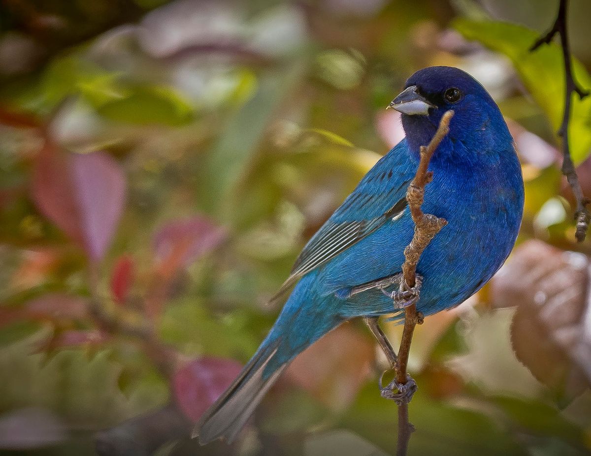Blue jewels of summer