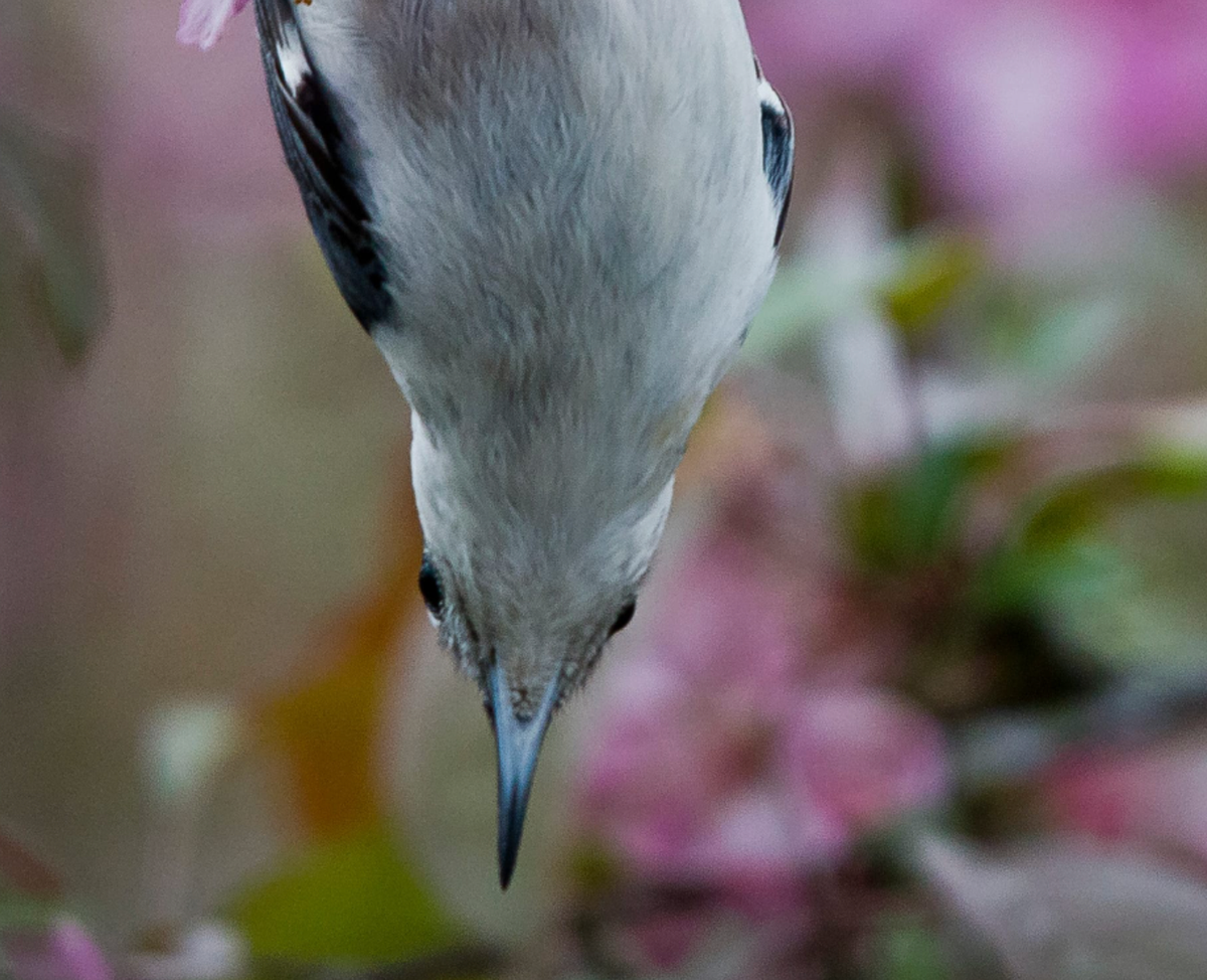 The lowdown on nuthatches