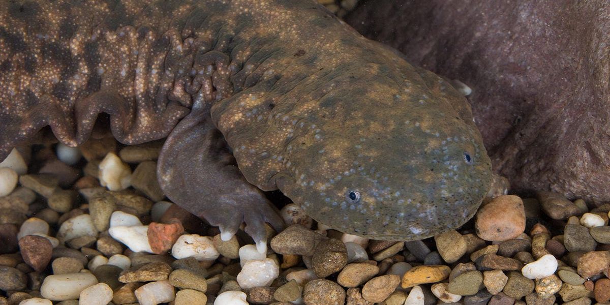 First ever Hellbender Festival kicks off at Fort Boonesborough this Saturday