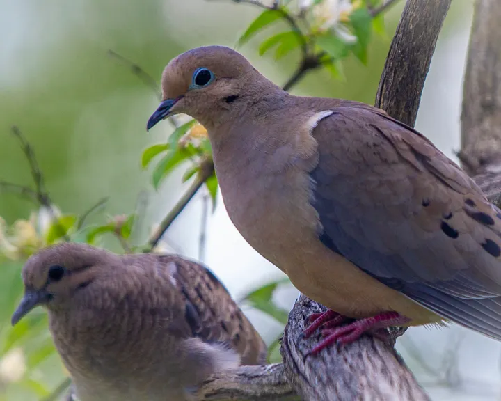 Mourning doves mate for life