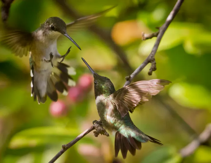 Ruby-throated hummingbirds can put up a fight