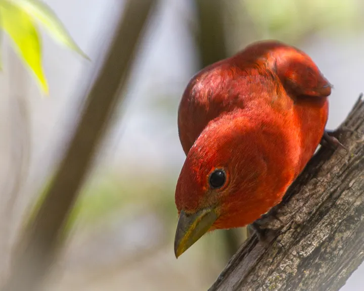 Not all red birds are cardinals