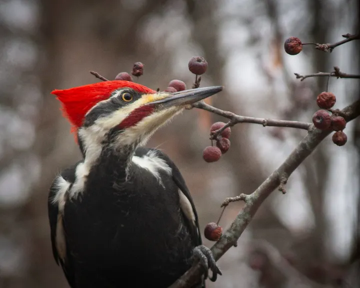 Largest woodpecker in North America in your back yard