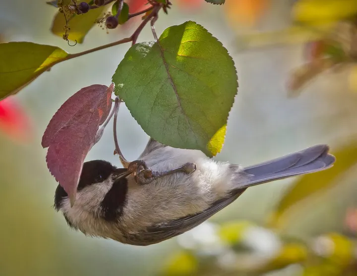 How many “dees” can a Chickadee dee?