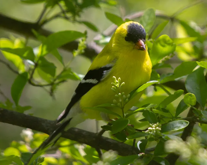Goldfinches: late summer nesters