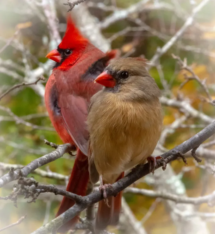 Elegance, folklore, and folly