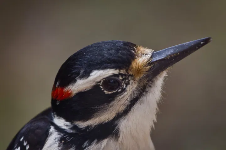 The hairy woodpecker