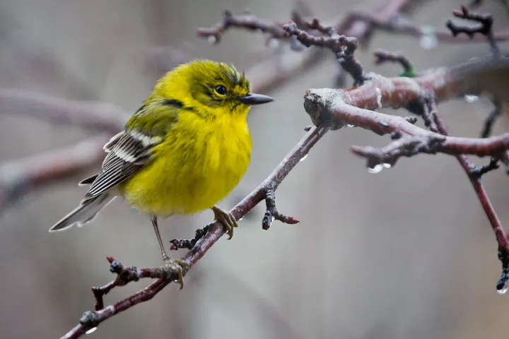 Pine warblers add a splash of color to late winter