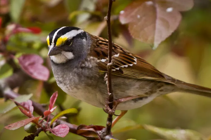 The not-so-boring white-throated sparrow