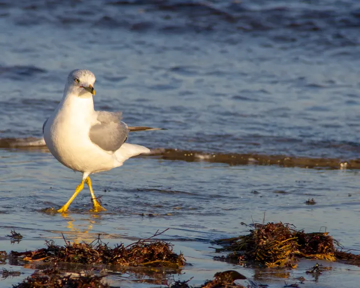 Seagulls in Kentucky?