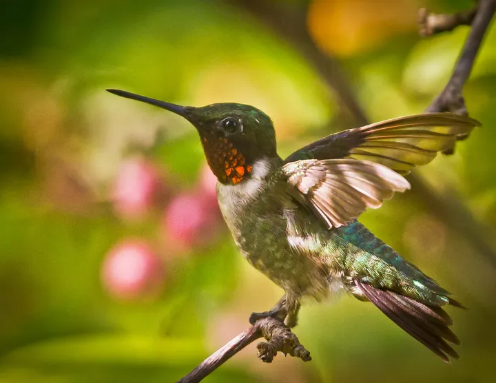 Daredevil wings