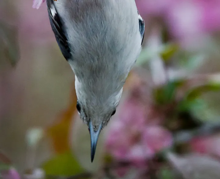 The lowdown on nuthatches