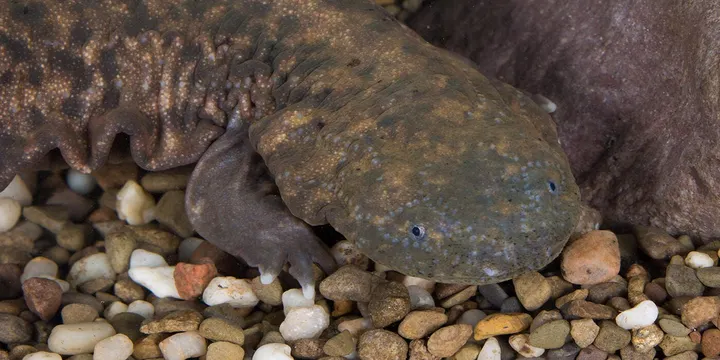 First ever Hellbender Festival kicks off at Fort Boonesborough this Saturday
