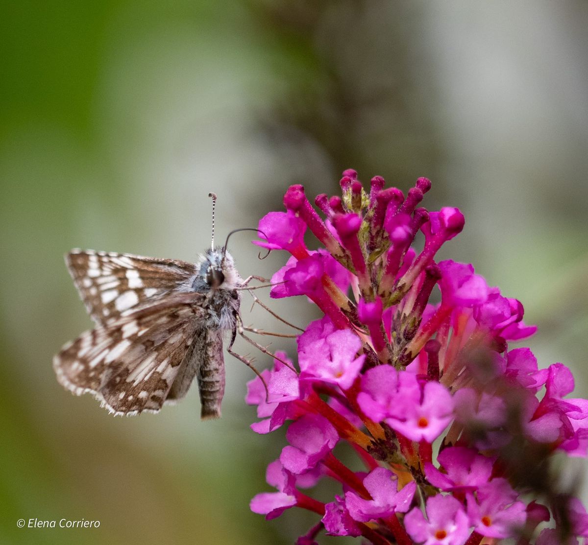 White-Checkered Skipper