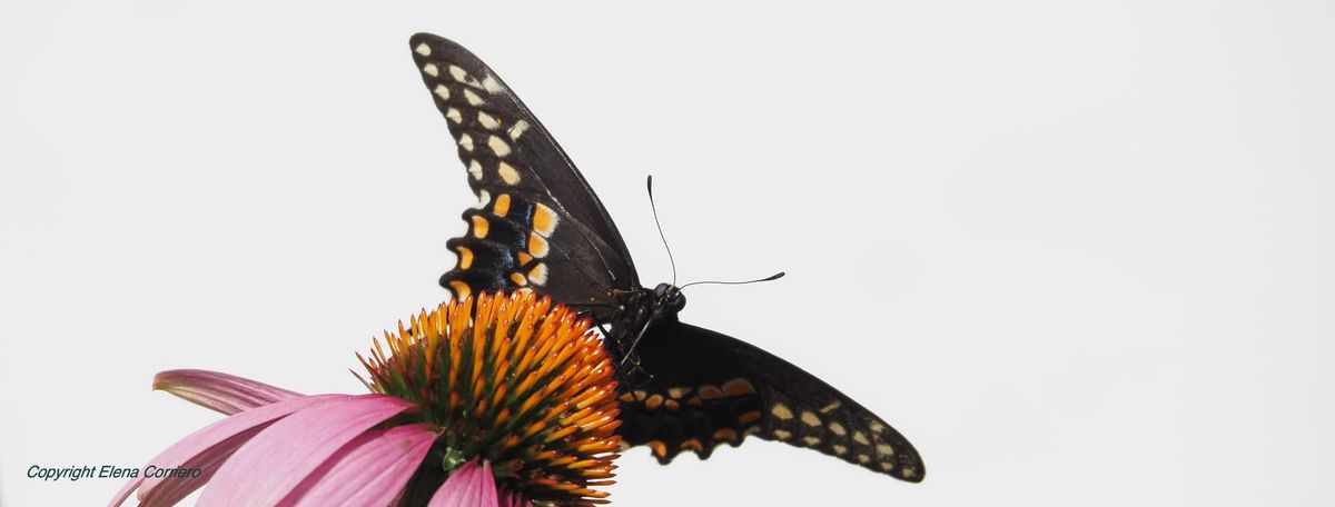 Black Swallowtail