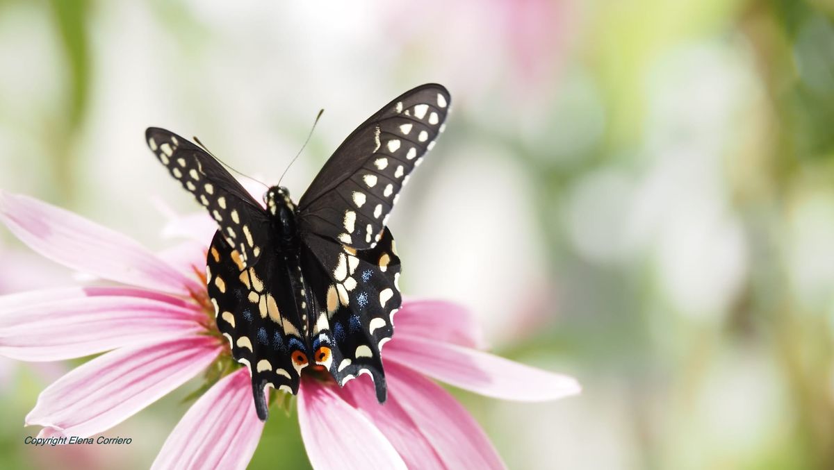 The Swallowtail's Wings