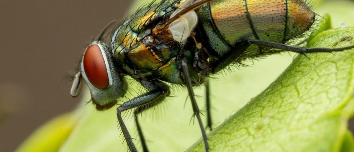 Insects