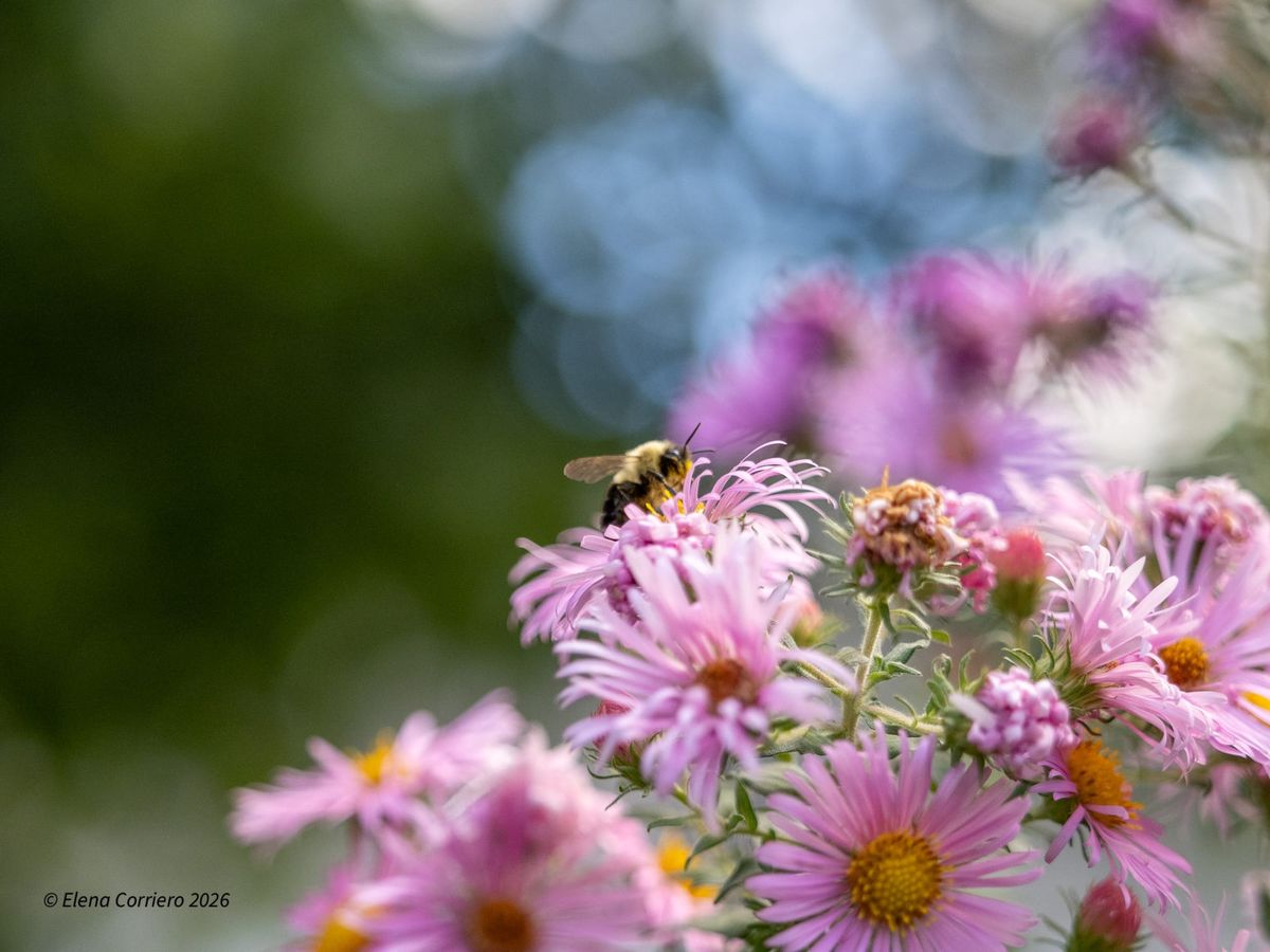 Asters and Bees