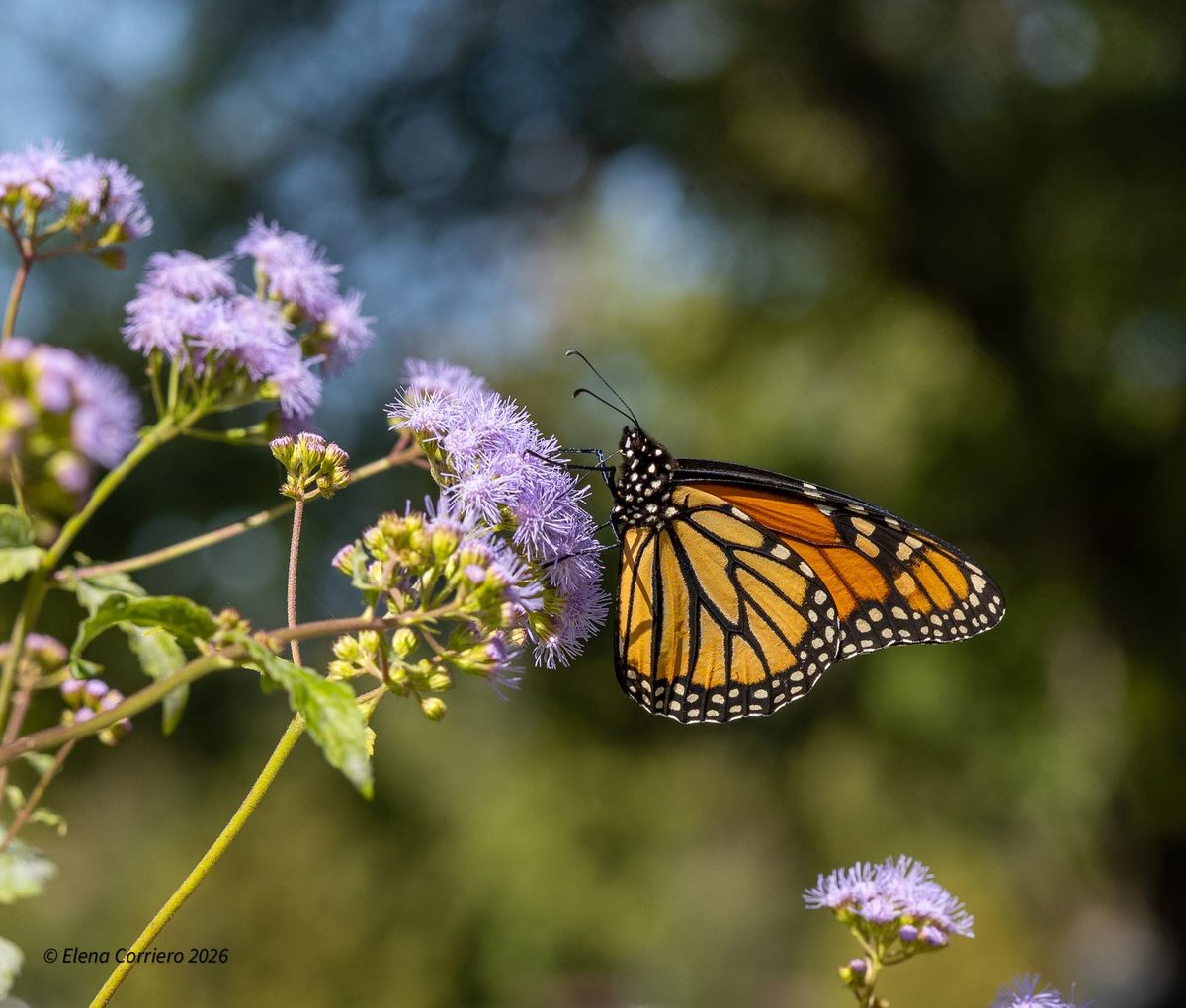 Monarch Butterfly