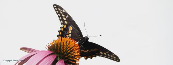 Black Swallowtail