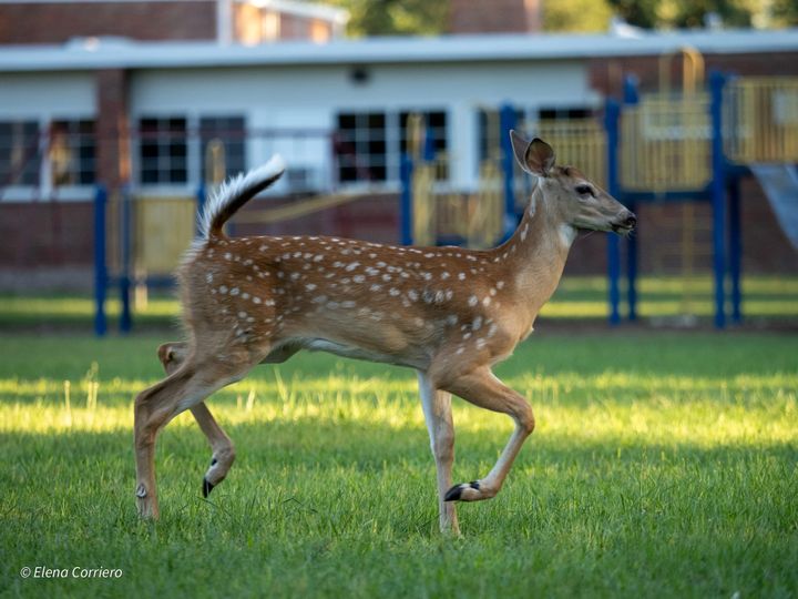 Fawns go to school