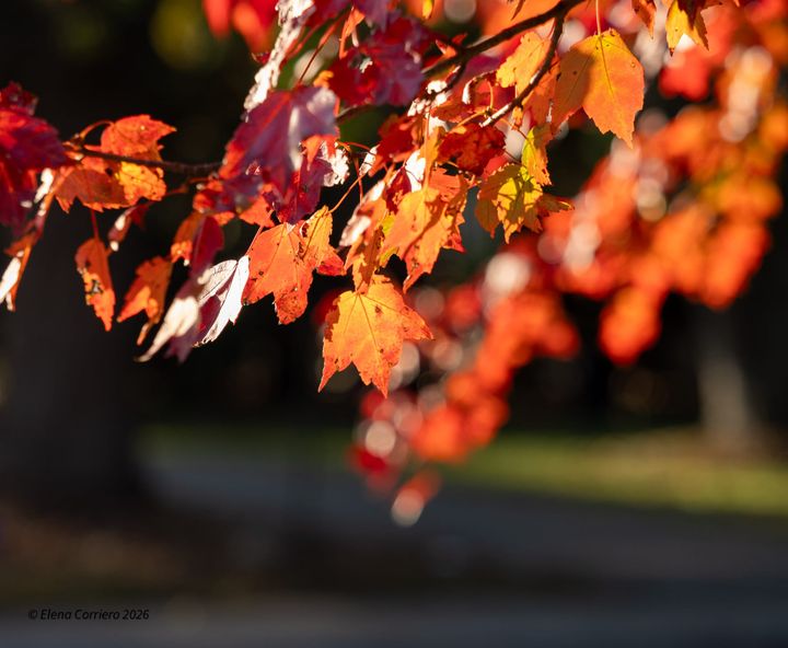 My Red Maple Tree