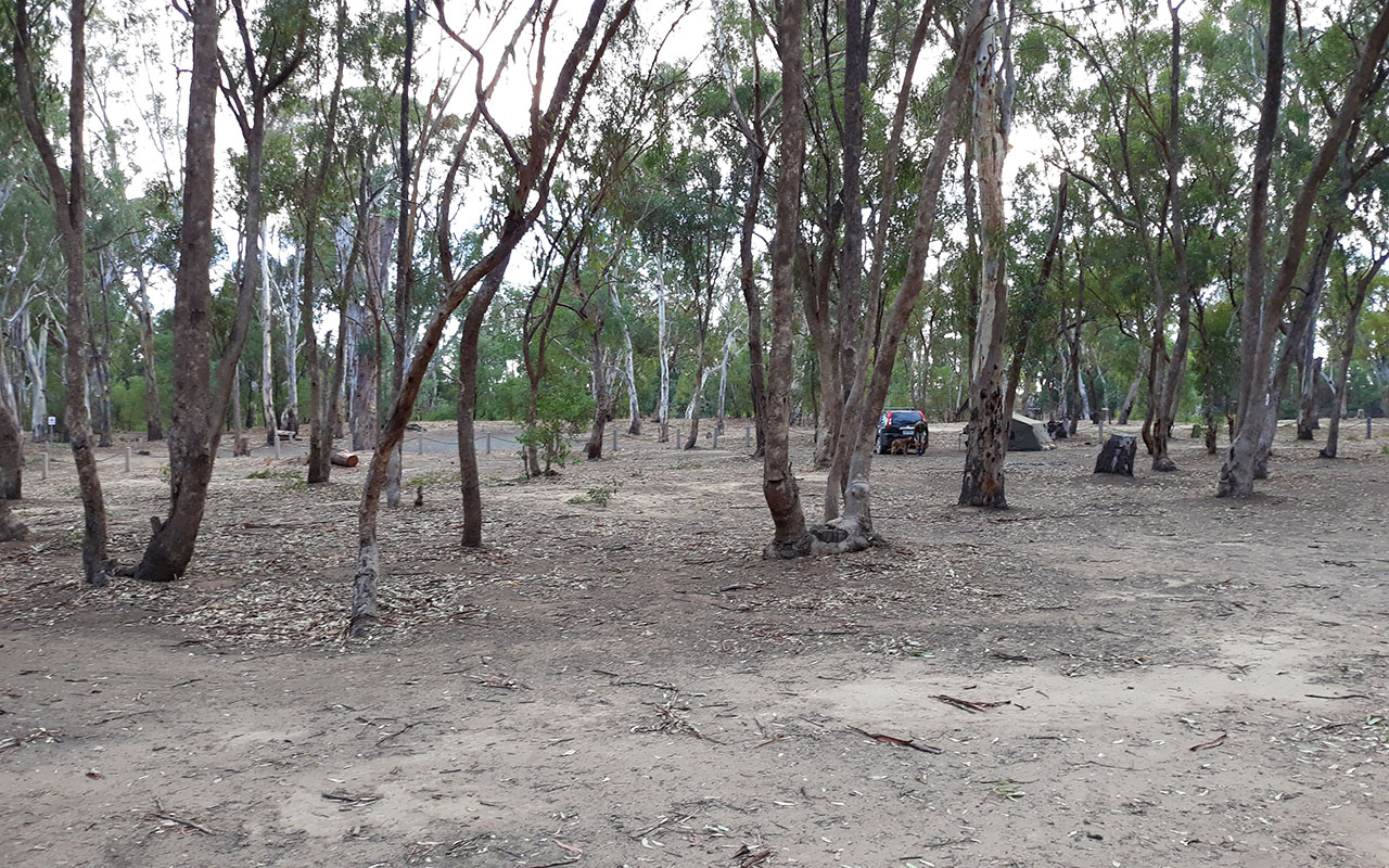 View of bare earth campground amongst the multi stemmed gum trees