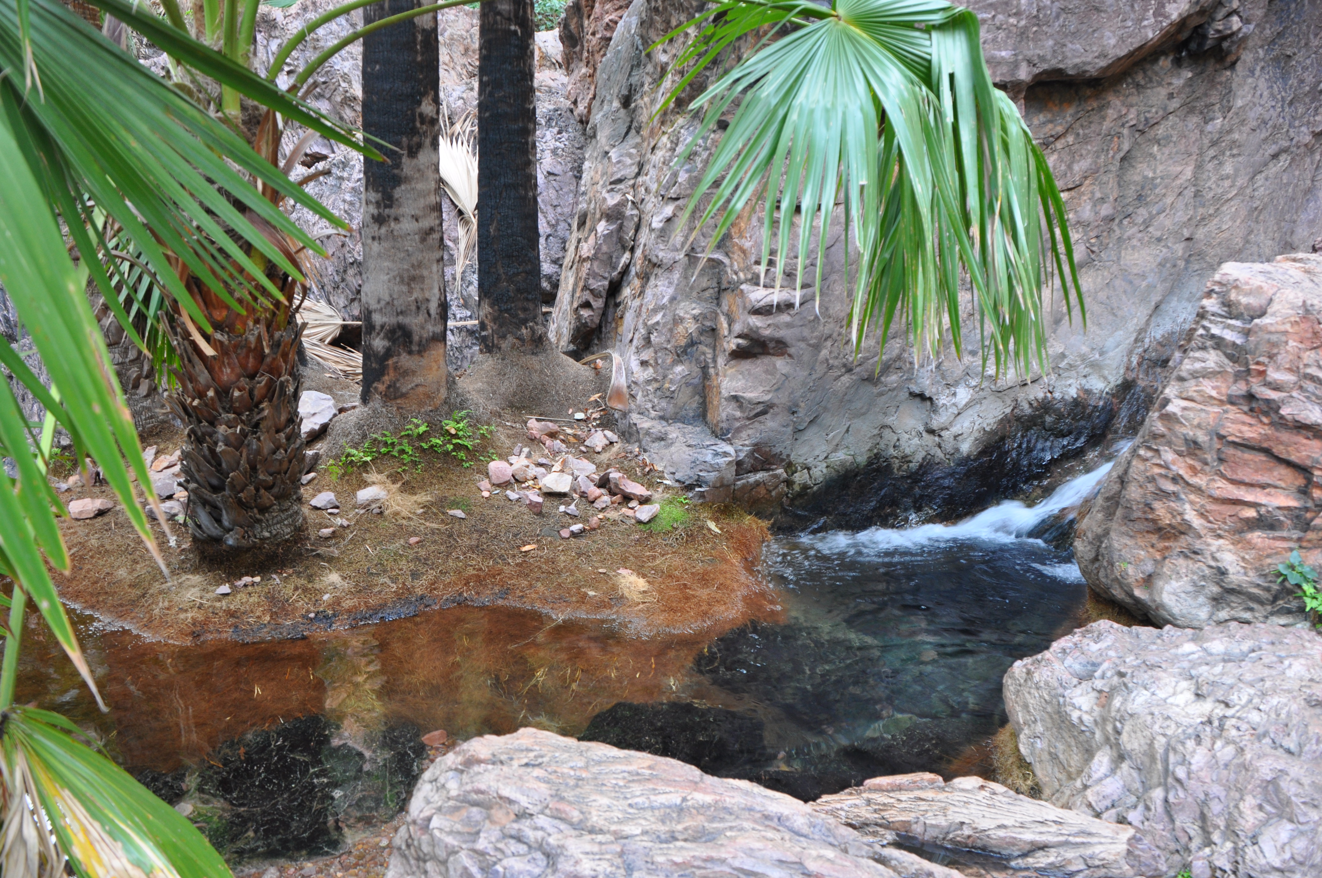 Feel like you are on a million dollar holiday as you laze about in Zebedee Springs at El Questro on the Gibb River Road