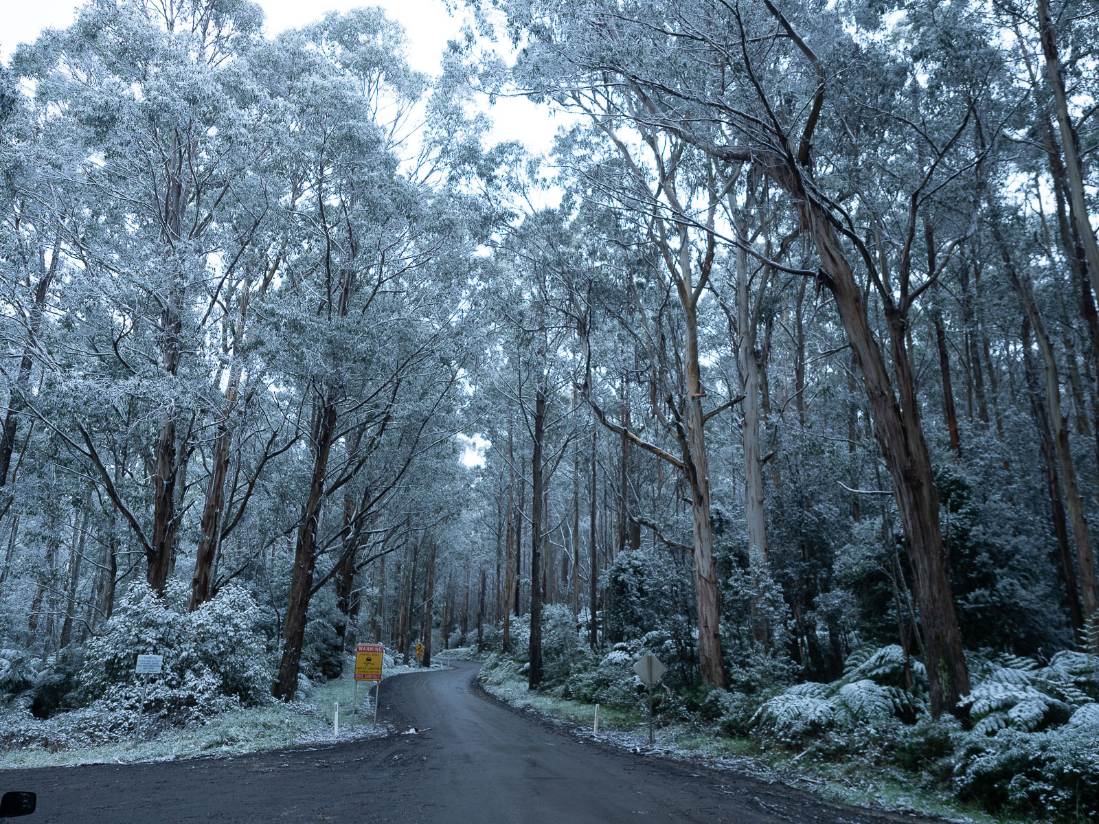 Snow in the otways with a winding road with gum trees and tree ferns covered with snow