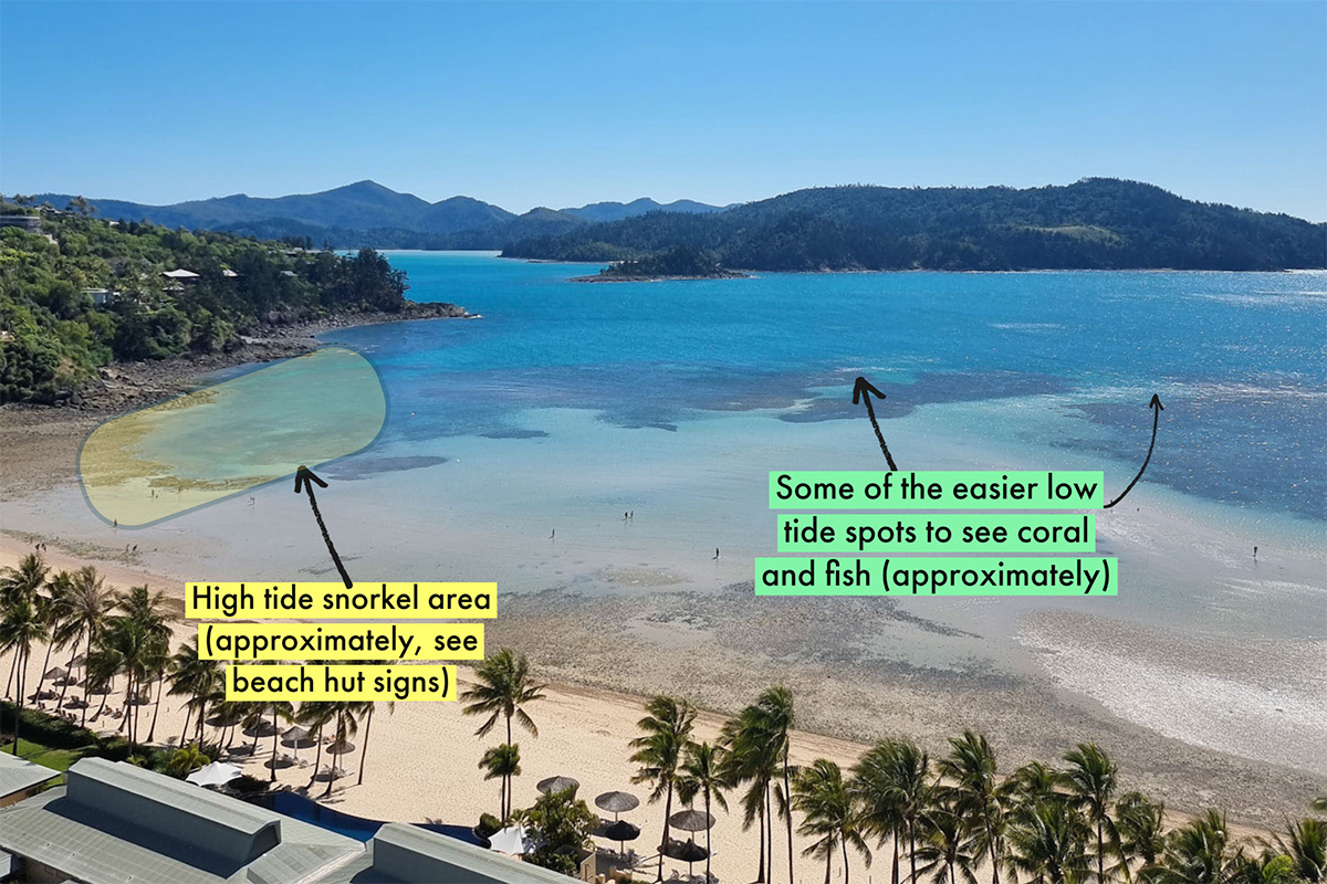 aerial view of the hamilton island beach with sandy bay and dark patches of reef with errors to show the snorkelling location