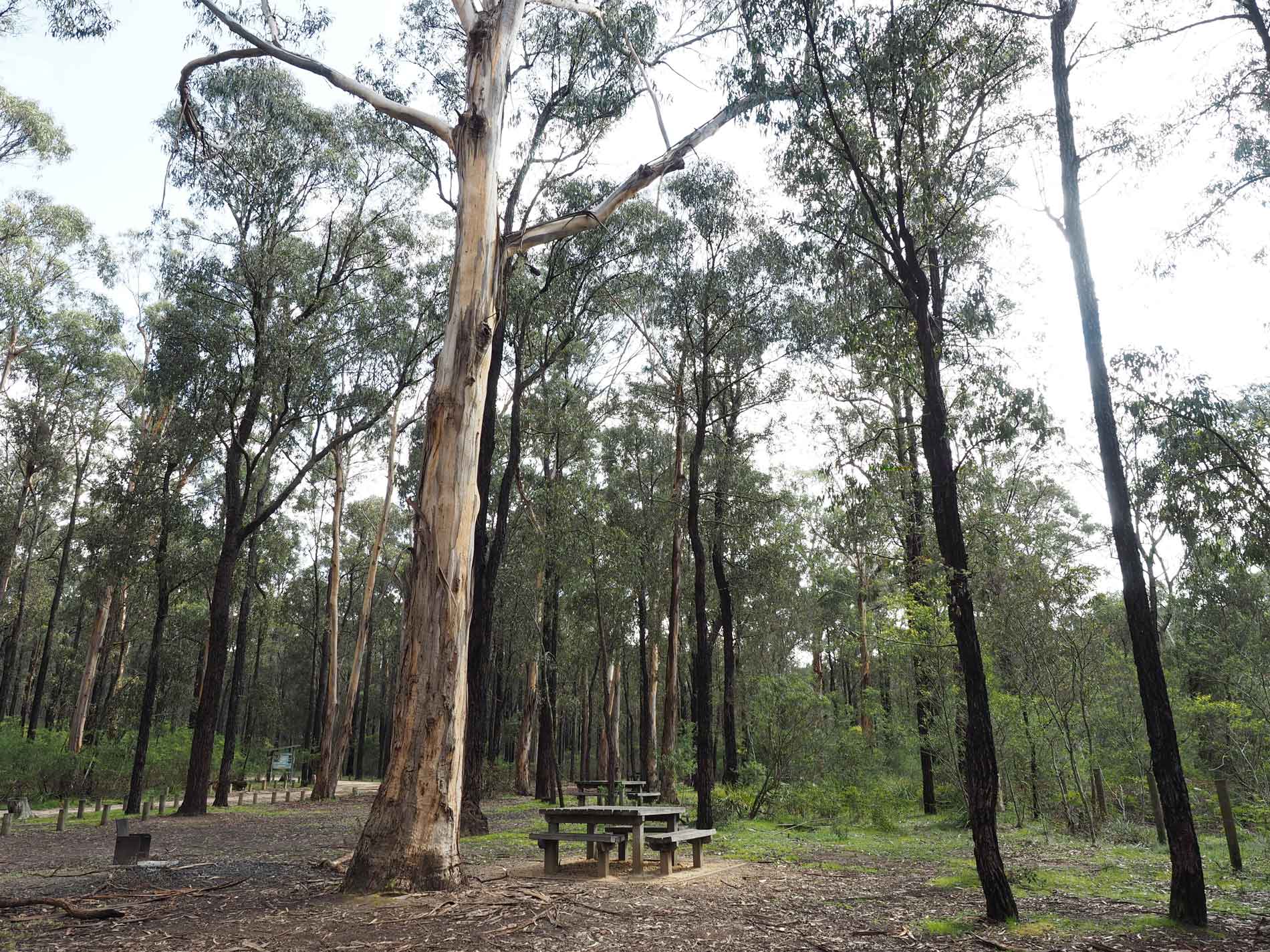 The moggs creek picnic area on the Great Ocean Road