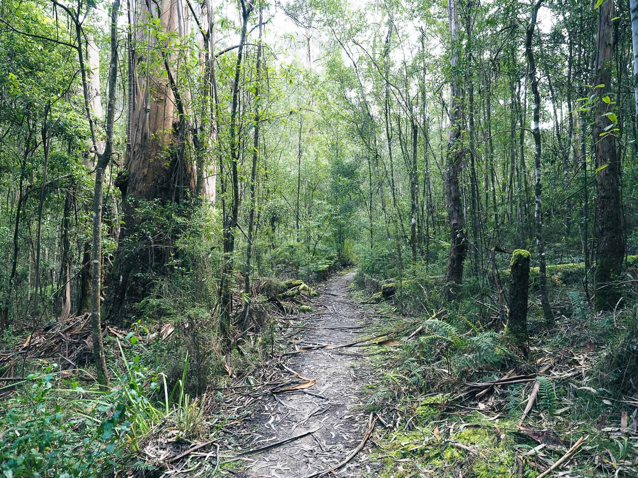 A narrow path through the Australian bush with trees with moss on them. 