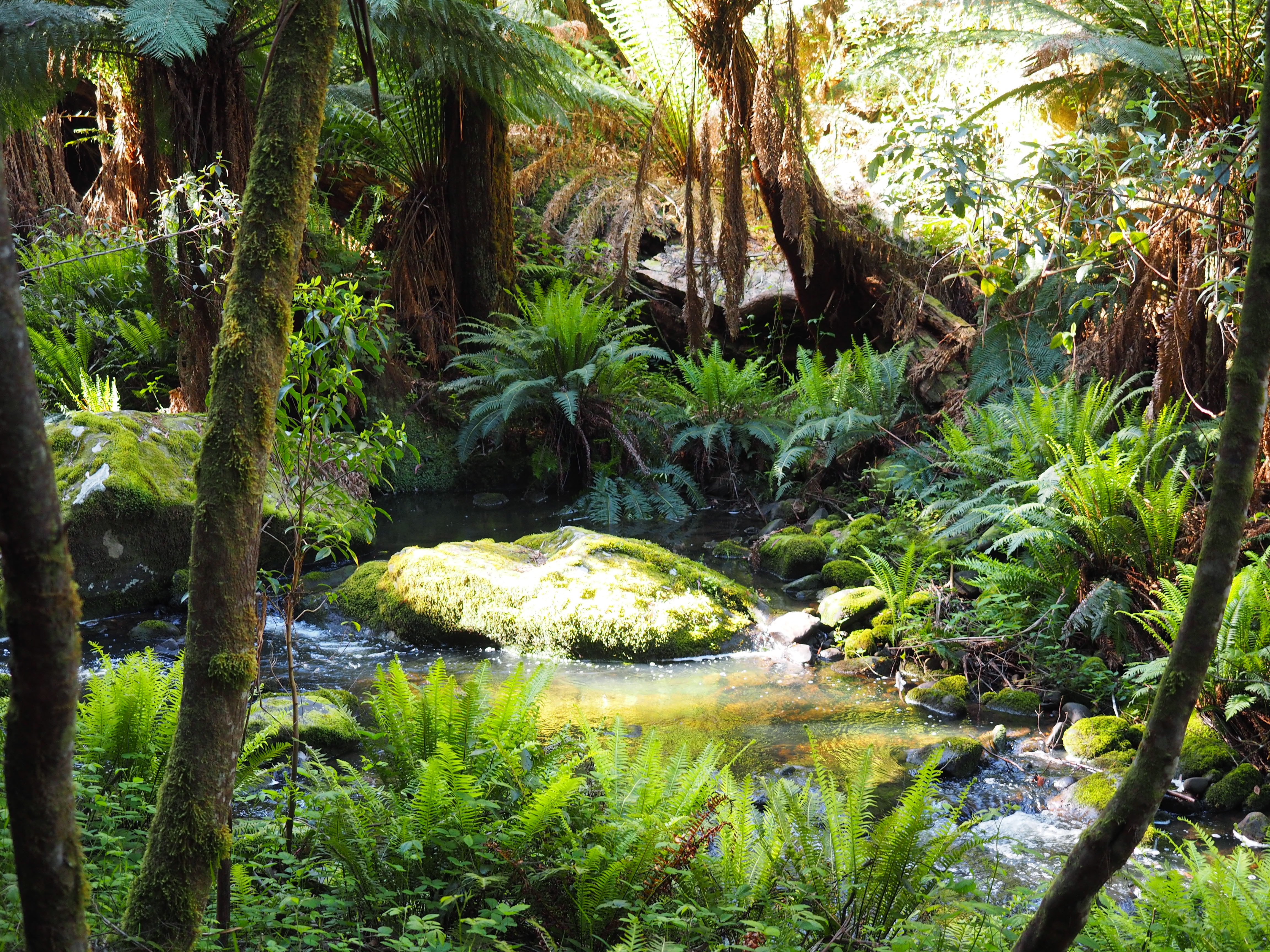 Bushwalk to Erskine Falls