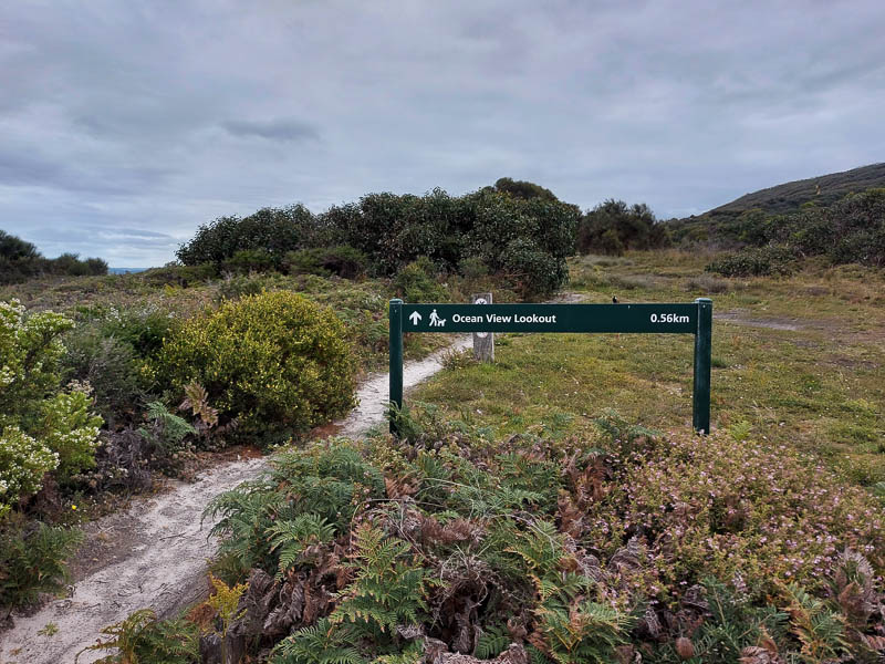 A photo of the track and the sign at the start of the Ocean View Lookout walking showing the distance of .56km one way and has the symbol that the walk is dog friendly. 