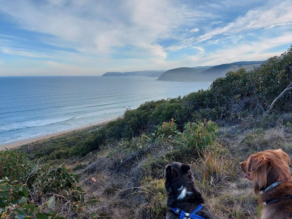The best dog friendly hikes & bushwalks Victoria