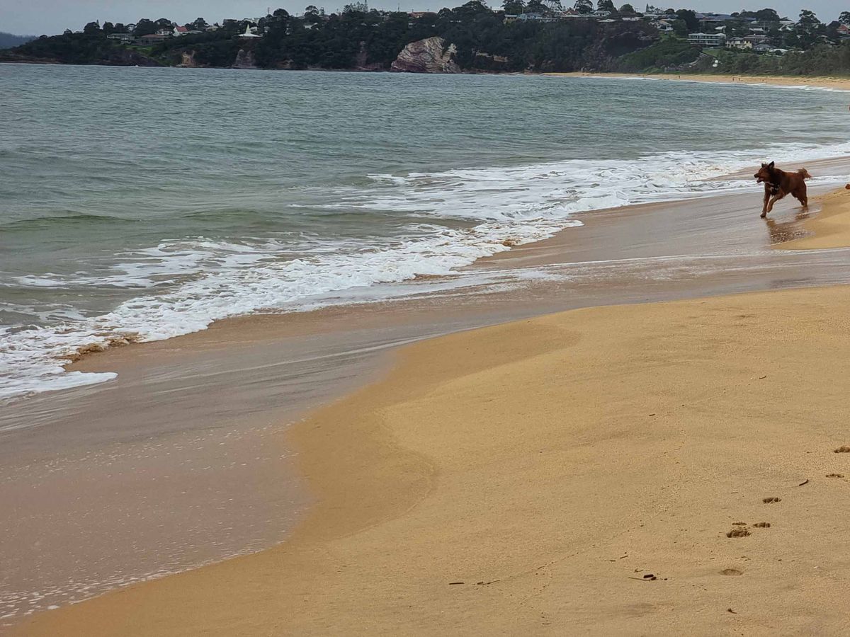 Eden Dog Friendly Travel Guide