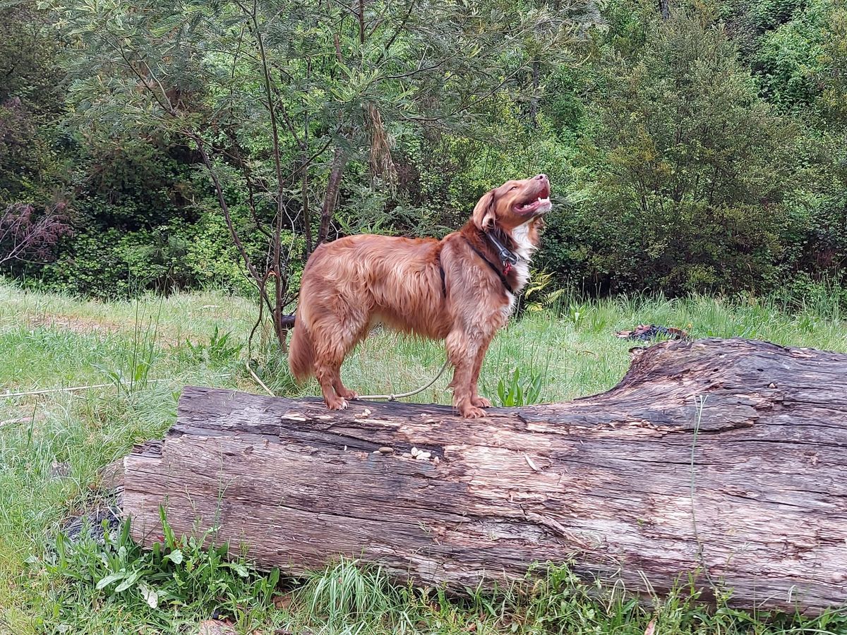 Yackandandah MTB Trailhead Campsites – Free & Dog Friendly