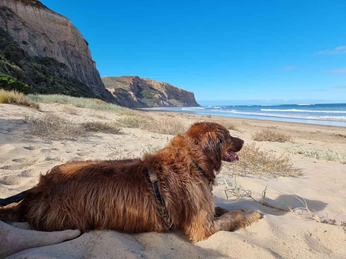 Point Addis - dog friendly on lead