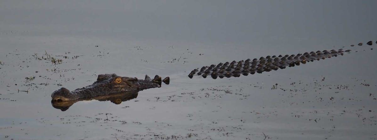 Australian alternatives to an overseas wildlife safari holiday