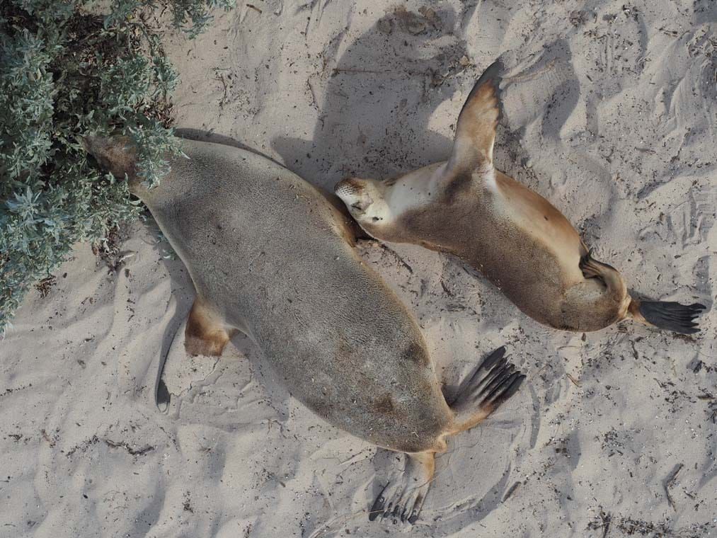 6 reasons to choose Kangaroo Island for your next Australian holiday