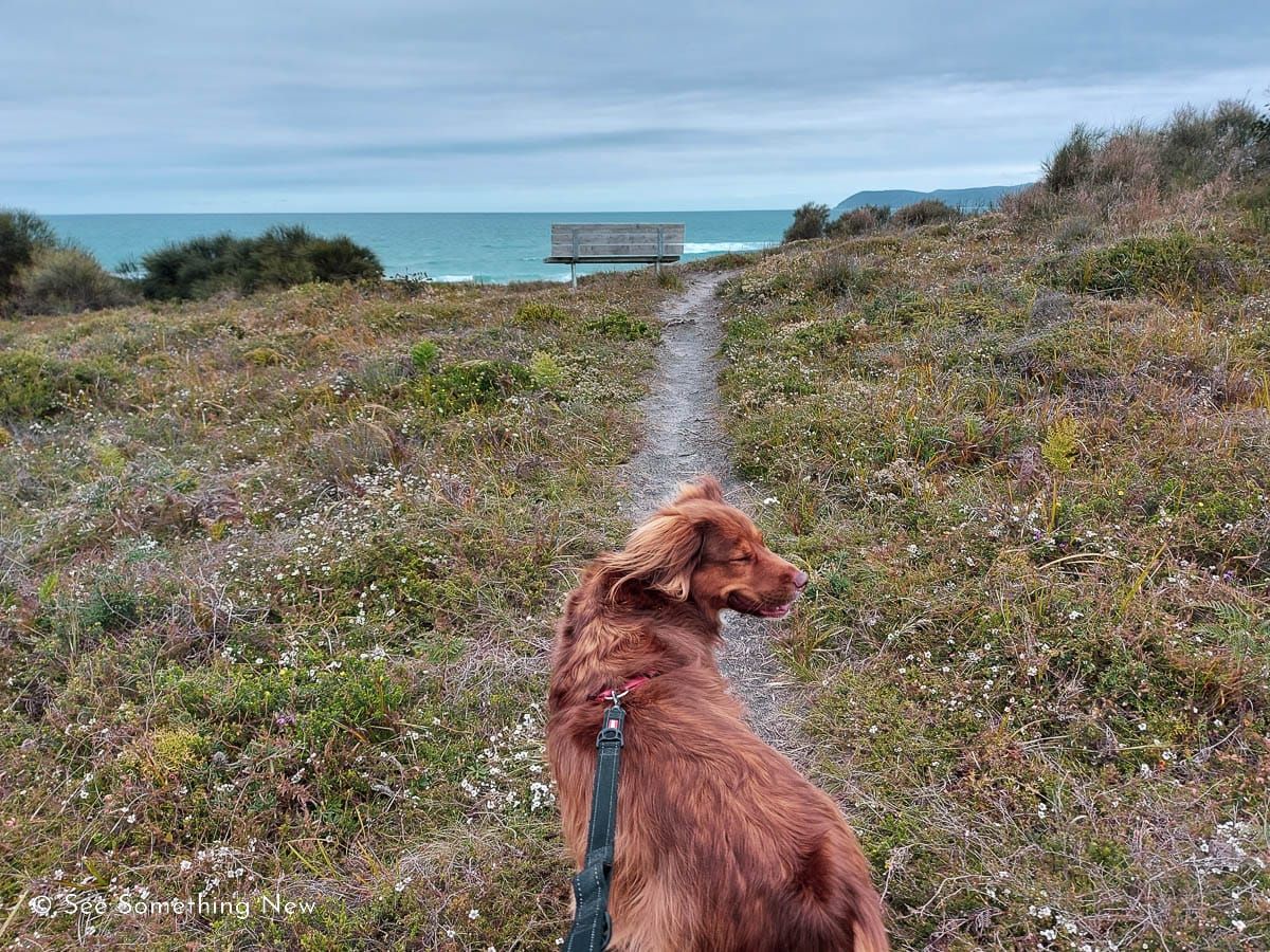 Dog friendly walks Otways & Great Ocean Road