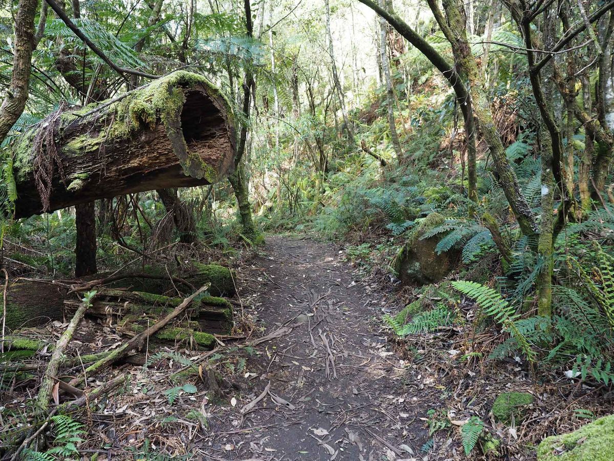 Otway National Park Phantom Falls Circuit
