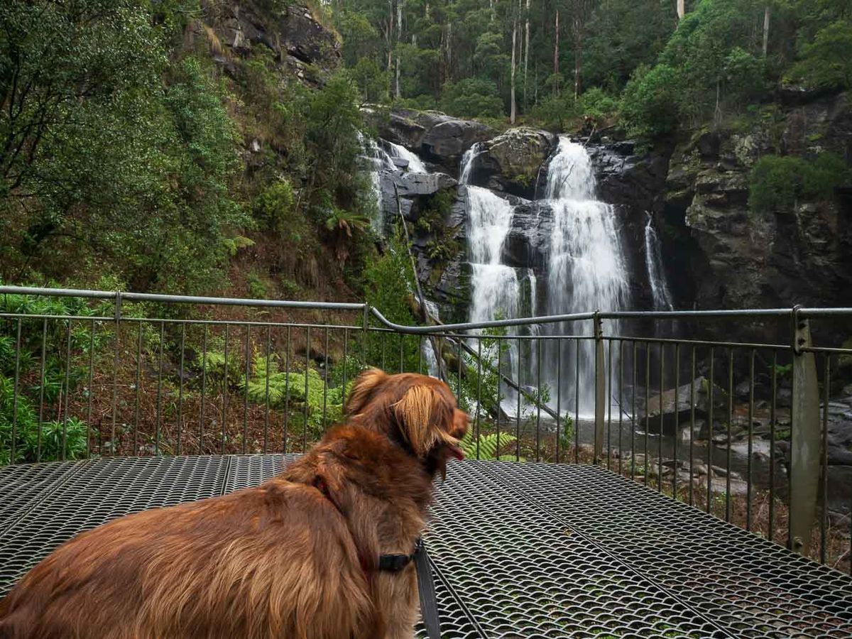 Dog friendly walks Geelong