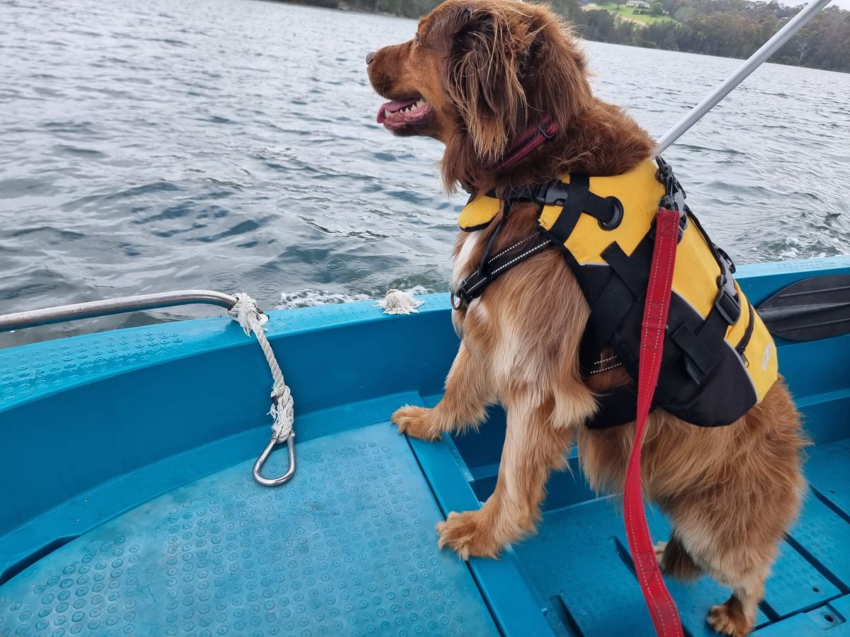 South Coast New South Wales Dog Friendly Travel Guide