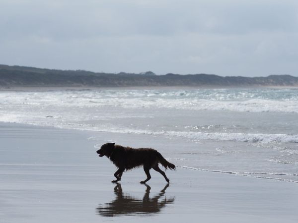 Great Ocean Road Dog Friendly Travel Guide