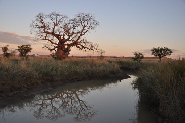 Boab-and-River-Kimberley