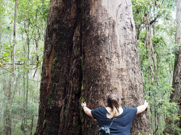 Bushwalking for beginners - How to start bushwalking in Australia when you are an overweight beginner