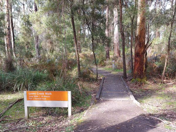 Loves creek walk in the Otway Forest Park